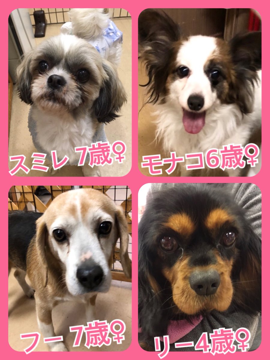 🐾今日の里親様募集中ワンコ🐶メンバーです🐾2019,2,16